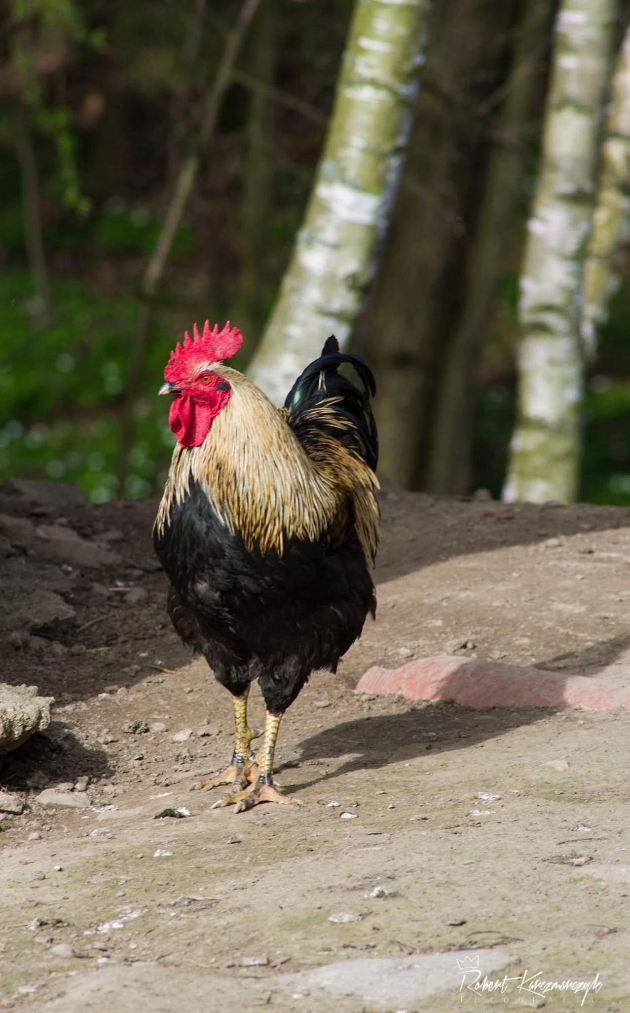 Izerski Poranek Gryfow Slaski Luaran gambar